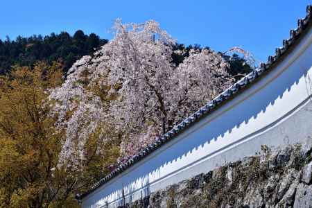 大原野、春盛り