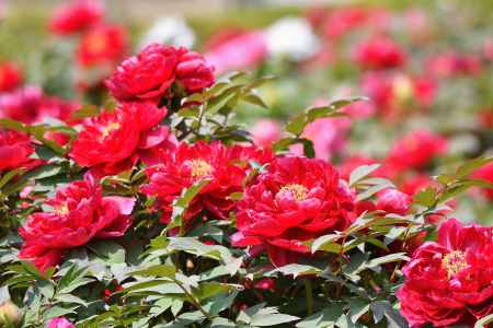 陽春、大輪の朱花