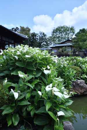八坂、夏の風物詩