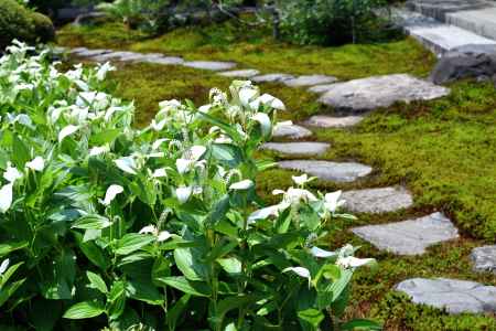 苔と石と片白草
