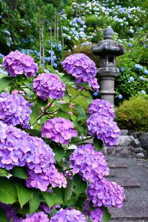 花愛でる西の山
