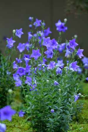 詩の庭、紫の彩