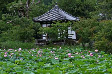 嵯峨、蓮華の池
