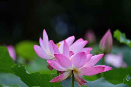 嵯峨、彩る水辺