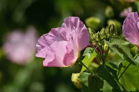 芙蓉のほろ酔い