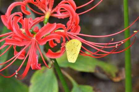 曼殊の羽根休め