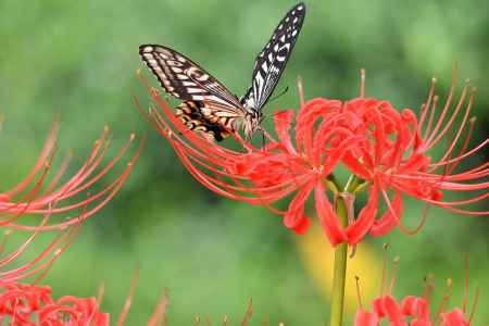 西陣、花から花へ
