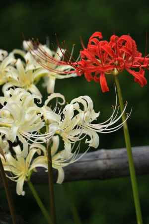 浄めの曼殊沙華