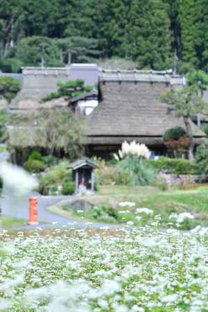里山、風と白花
