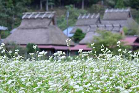 白花揺れるかやぶきの里