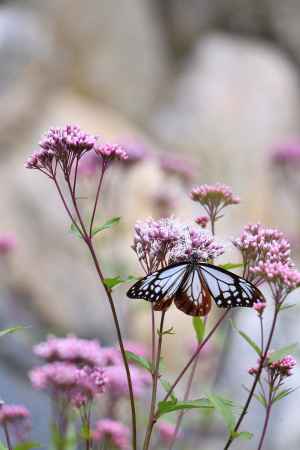 渡り蝶、秋の飛来