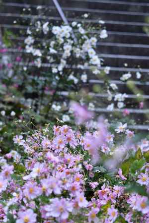 秋、花盛る西山