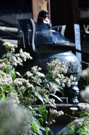 札所、藤の七草