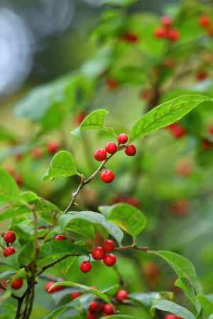 丈山寺、神無月の朱印