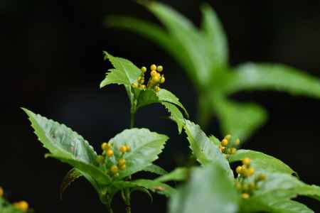 小さき実の便り