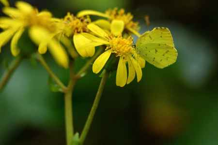 黄の羽と花びら