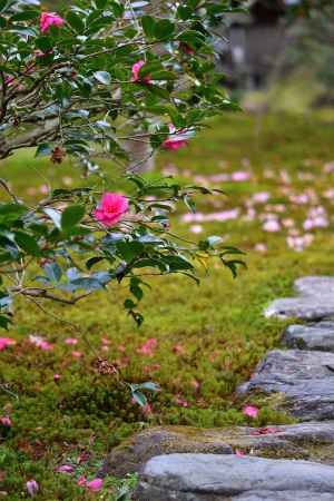 尼門跡、冬の彩