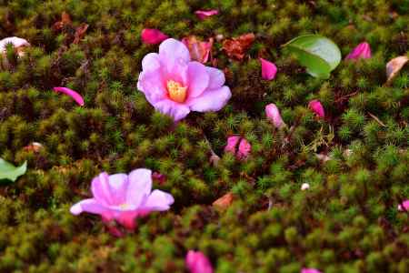 谷の御所、花飾り