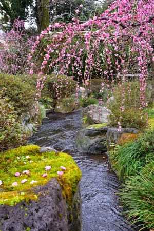 梅花の降る社