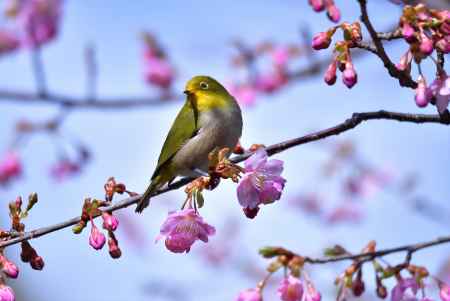 御寺、春の愉しみ