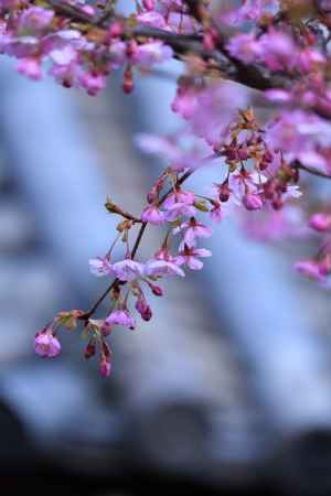 東山、早咲きの春