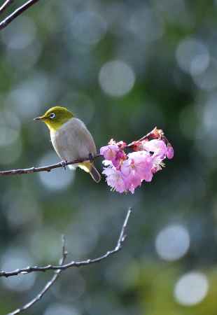 如月の春だより