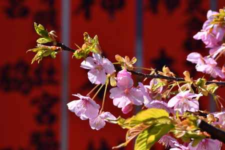 嵯峨野、社の春