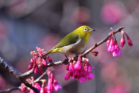 芸の社の花鳥図