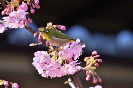 春風とさえずり