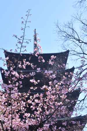 弘法大師の春便り