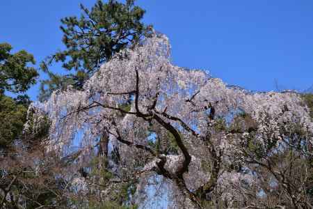 早桜。春空に咲く