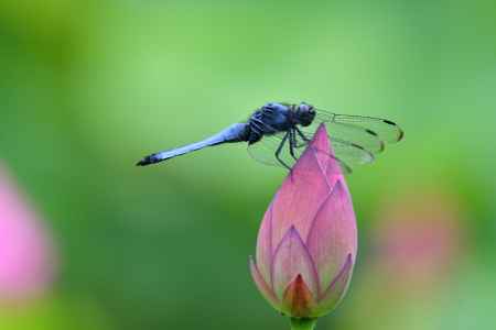 初夏の羽根休め