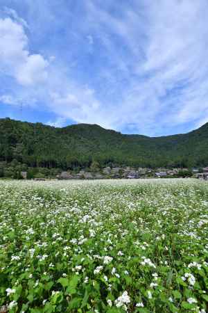 里山、白花の風