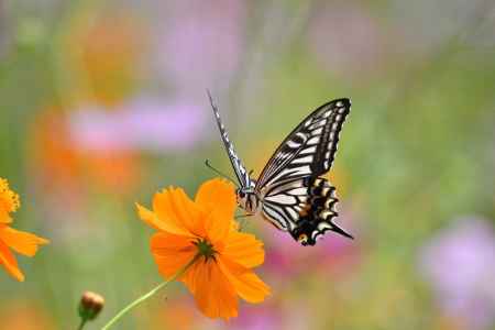 山里のパステル