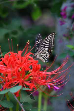 かましきさん、秋の朱印