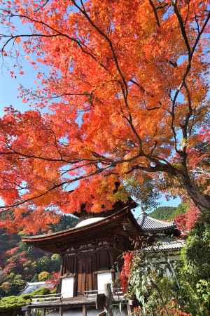 西山の秋彩、天高く