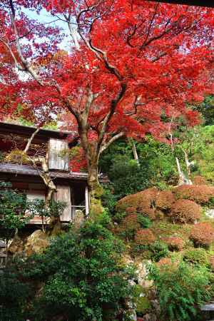 上書院、晩秋の朱彩