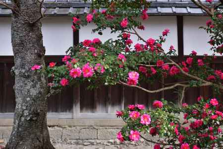 冬を迎える朱花