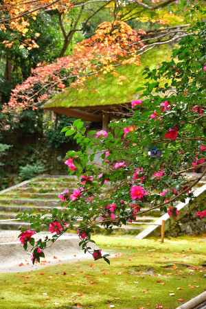 師走、白砂の庵