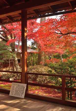 秋深まる露地の庭