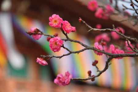 紅梅、春の祈願