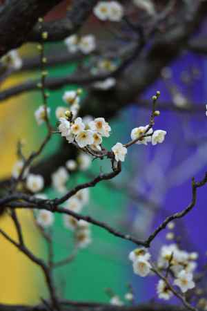 東山、春の可憐