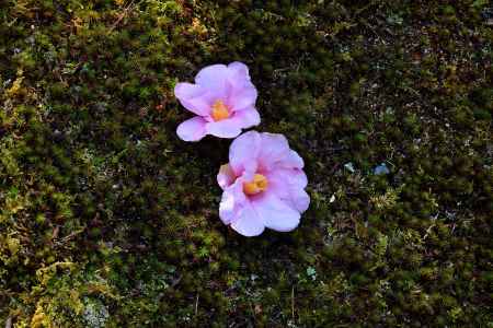 春節、侘びの花