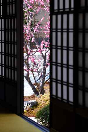 紫野、静謐の梅花