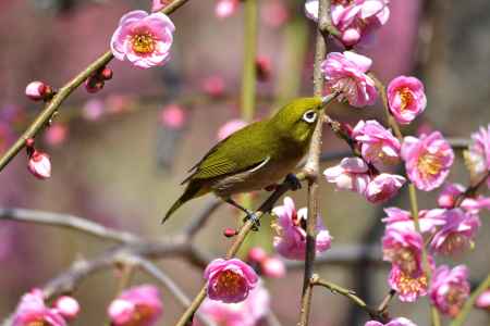 梅香る方除け社