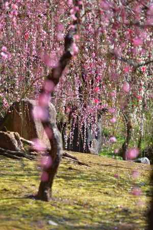 春風、揺れる枝垂れ