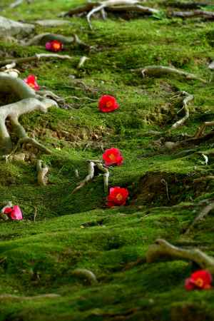 風情の厄除け社