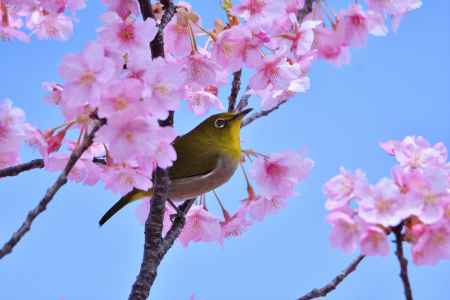 春空のさえずり