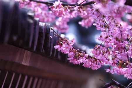 出町柳、春の名刹