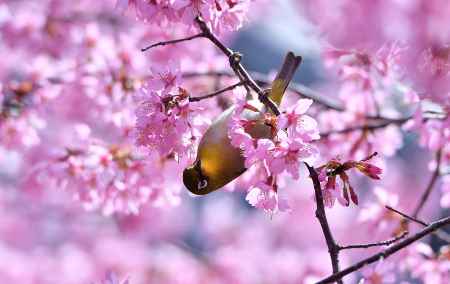 今出川の春爛漫